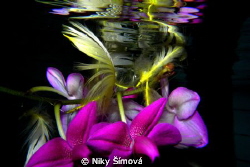 flower in the swimmingpool, orchid creations by Niky Šímová 